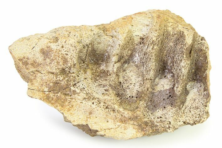 Fossil Dinosaur (Triceratops) Jaw Section - Montana #316413